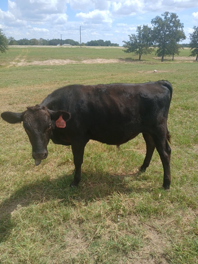 Registered 100% Full-Blood Japanese Wagyu Bull Calves